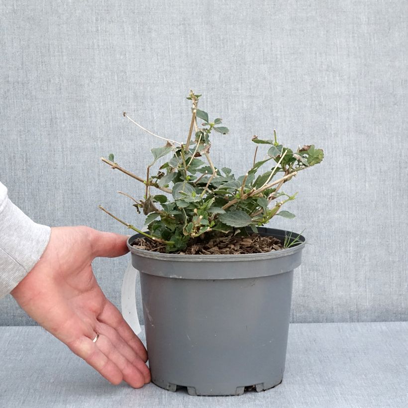 Example of Lantana Sunny Side Up Pot de 2L/3L as you get in printemps