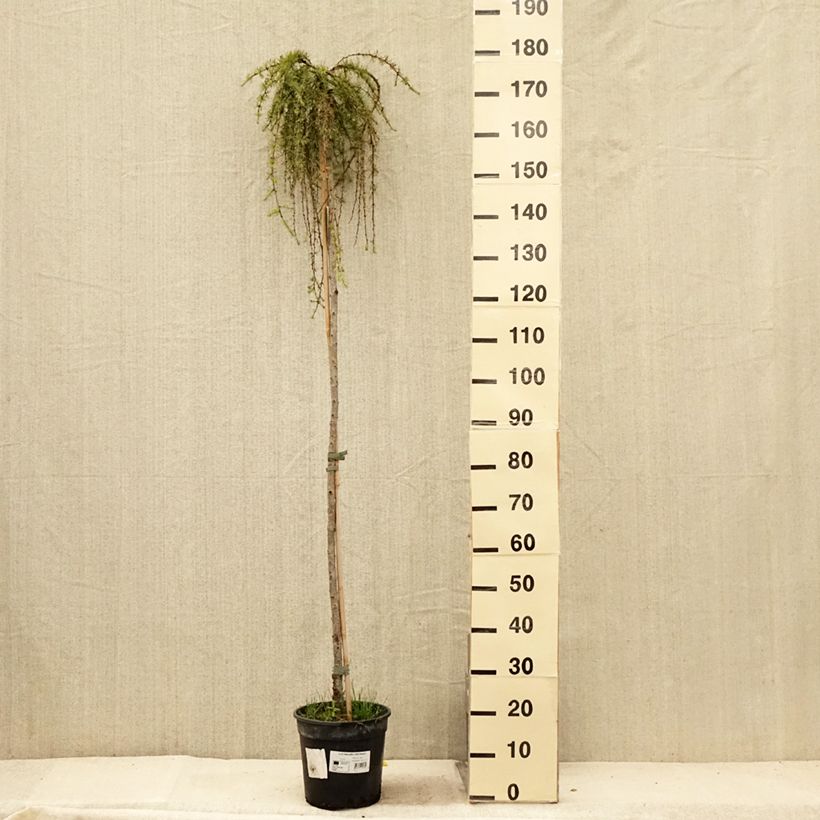 Spécimen de Larix kaempferi Stiff Weeping - Mélèze du Japon Stiff Weeping Pot de 4L/5L, Tige, Tige de 120 cm tel que livré en été