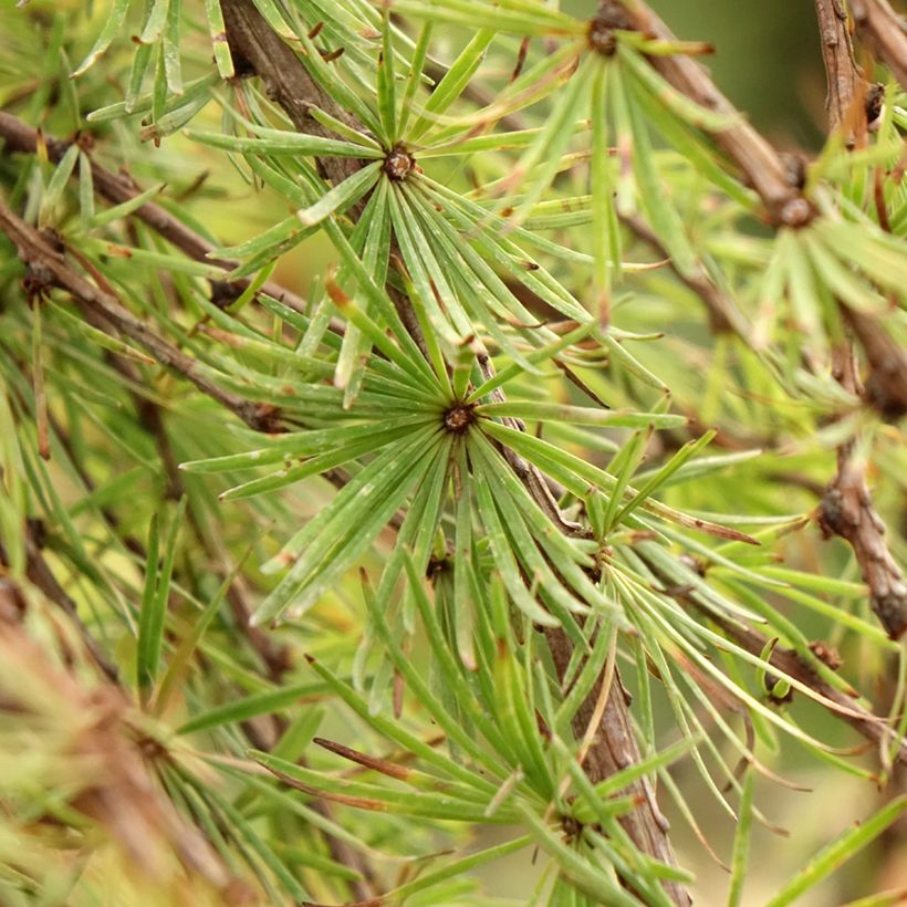 Larix kaempferi Stiff Weeping - Mélèze du Japon Stiff Weeping (Foliage)