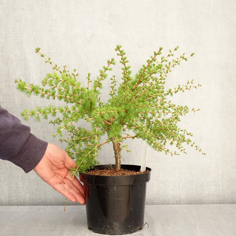 Spécimen de Larix laricina Arethusa Bog - Mélèze d'Amérique demi-nain                      Pot de 2L/3L tel que livré au printemps