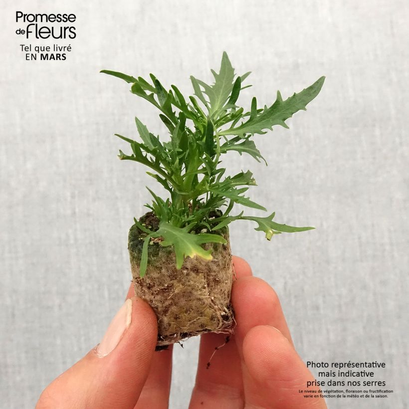 Example of Laurentia ou Isotoma Stella Blue Mini-motte Ø 3/4 cm as you get in printemps