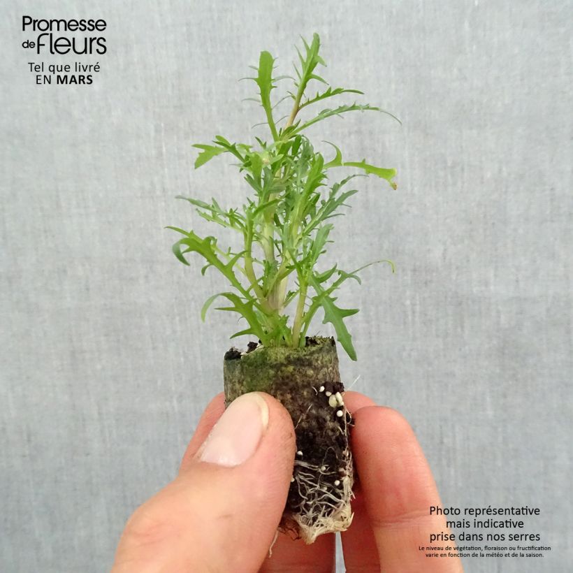 Spécimen de Laurentia ou Isotoma Stella Pink Mini-motte Ø 3/4 cm tel que livré au printemps