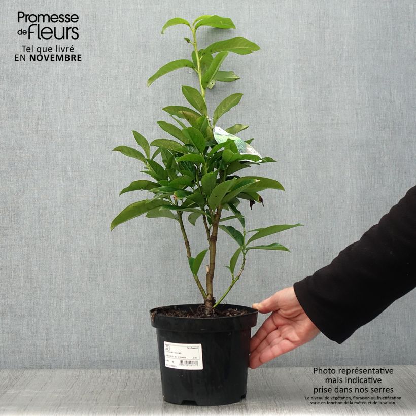 Spécimen de Laurier Cerise Genolia, Prunus laurocerasus Genolia, Laurière Genolia Pot de 3L/4L tel que livré en automne