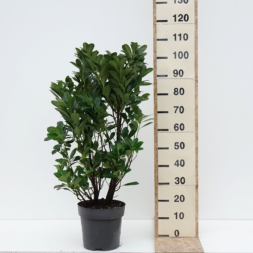 Example of Laurier cerise - Prunus laurocerasus Bonaparte Pot de 7,5L/10L as you get in hiver
