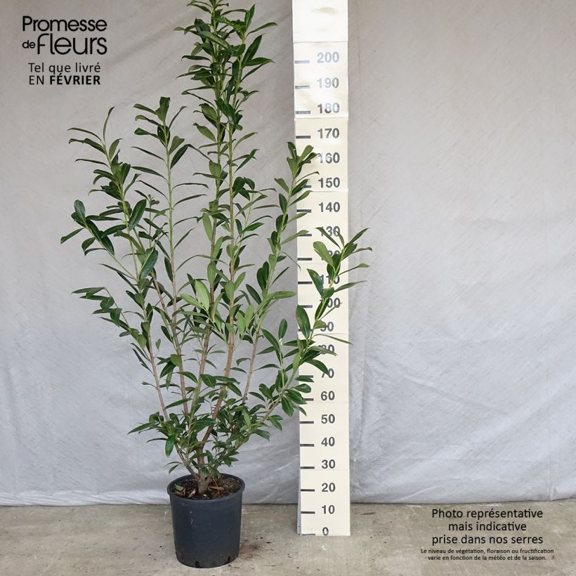 Example of Laurier cerise -  Prunus laurocerasus Caucasica - Laurier Palme - Laurier du Caucase Pot de 12L/15L as you get in printemps