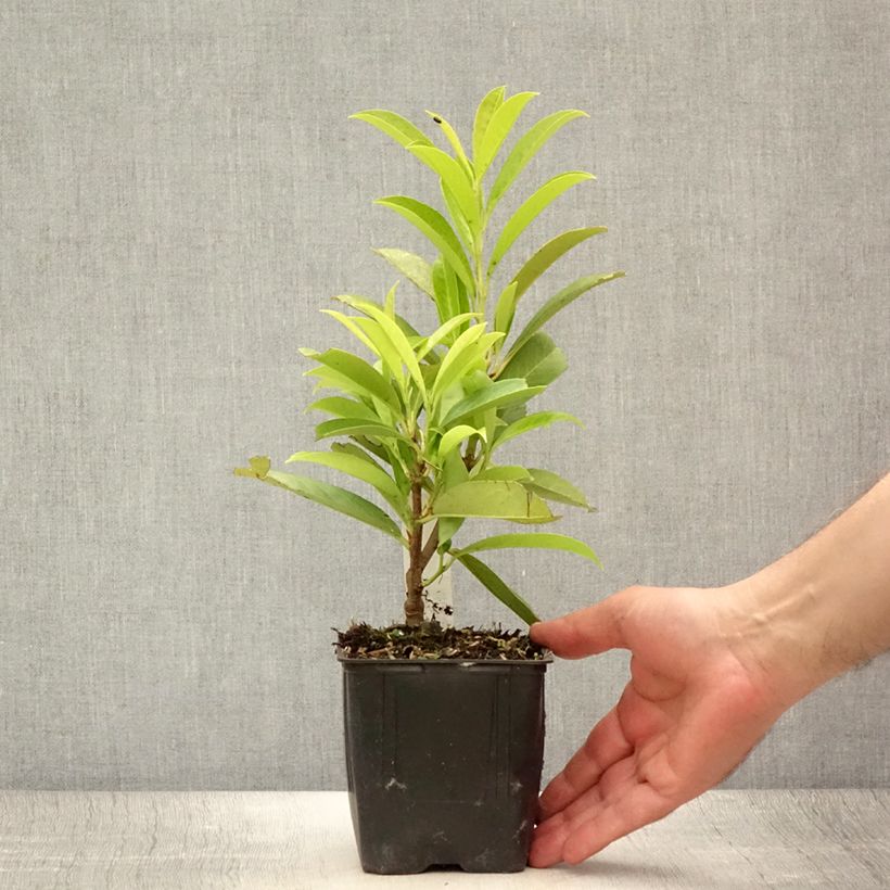 Spécimen de Laurier cerise -  Prunus laurocerasus Caucasica - Laurier Palme - Laurier du Caucase Godet de 8/9 cm tel que livré en été