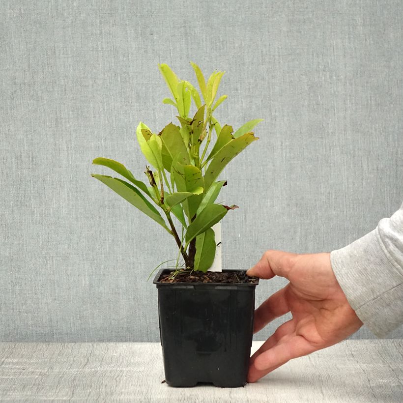 Example of Laurier Cerise - Prunus laurocerasus Fontanettes Godet de 8/9 cm as you get in printemps