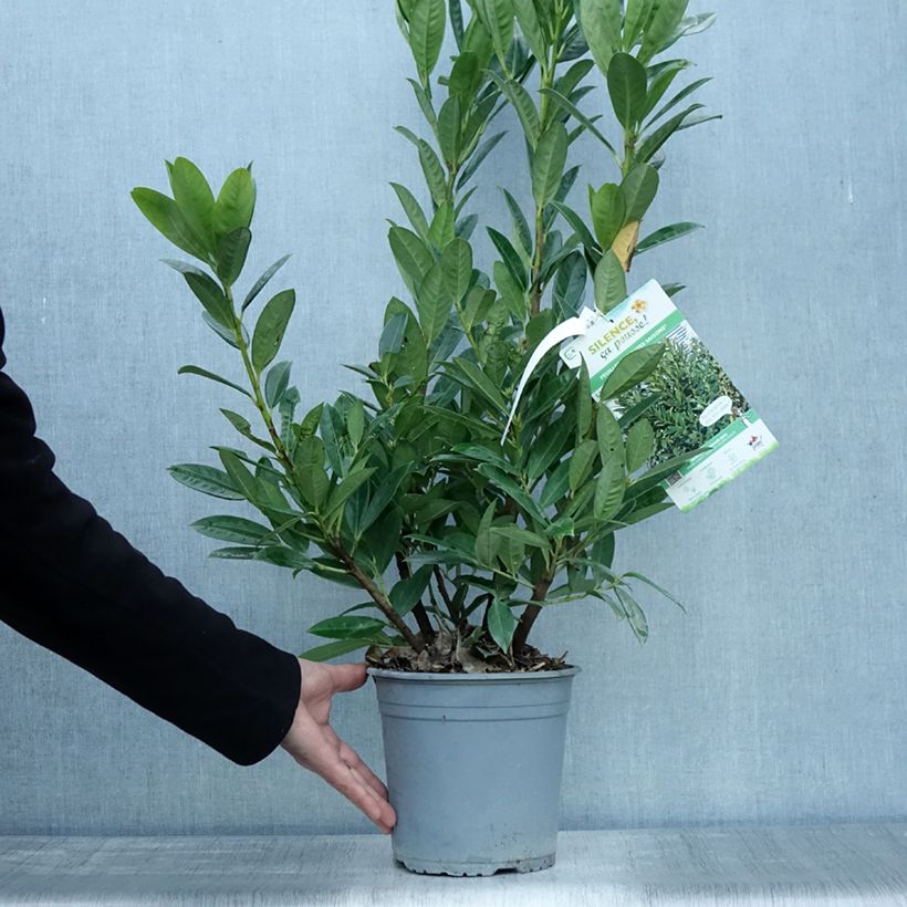 Spécimen de Laurier cerise - Prunus laurocerasus Greentorch Pot de 3L/4L tel que livré en automne