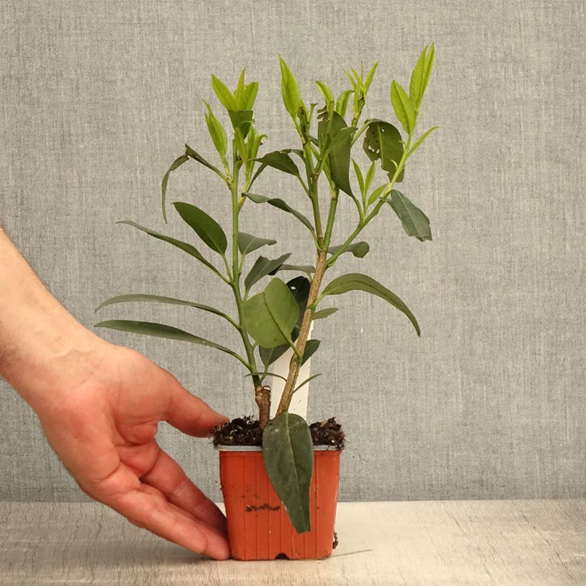 Example of Laurier cerise - Prunus laurocerasus Herbergii Godet de 8/9 cm as you get in printemps
