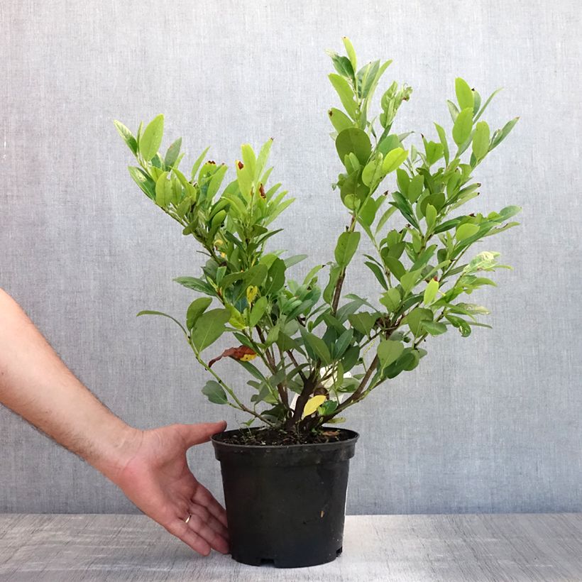Spécimen de Laurier Cerise - Prunus laurocerasus Mano Pot de 2L/3L tel que livré en été