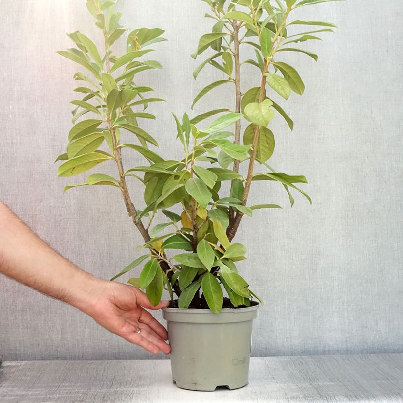 Spécimen de Laurier cerise - Prunus laurocerasus Novita Pot de 2L/3L tel que livré en été