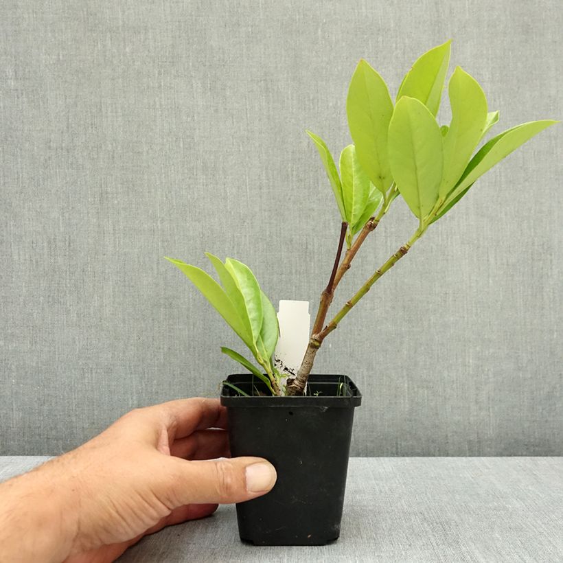 Spécimen de Laurier cerise - Prunus laurocerasus Novita Godet de 8/9 cm tel que livré en été