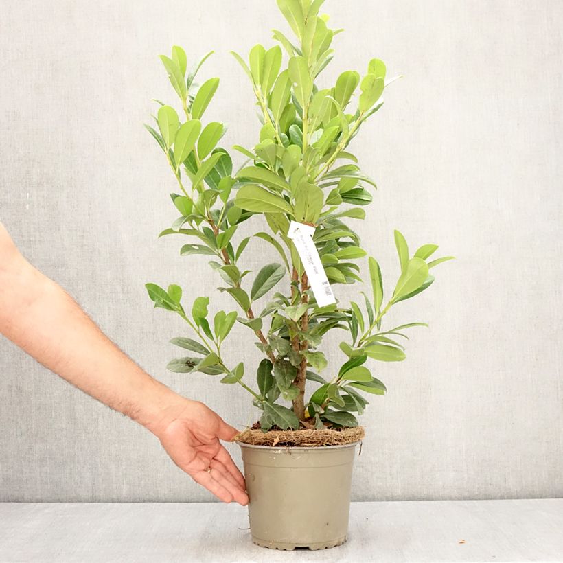 Spécimen de Laurier cerise - Prunus laurocerasus Obelisk Pot de 2L/3L tel que livré en été