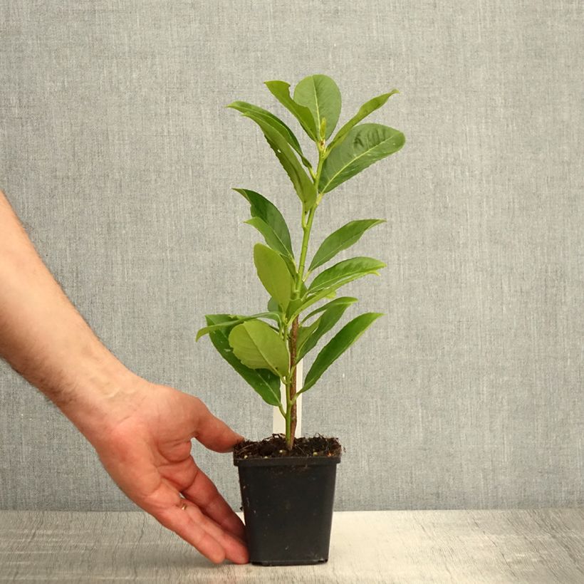 Example of Laurier cerise - Prunus laurocerasus Rotundifolia Godet de 8/9 cm as you get in printemps