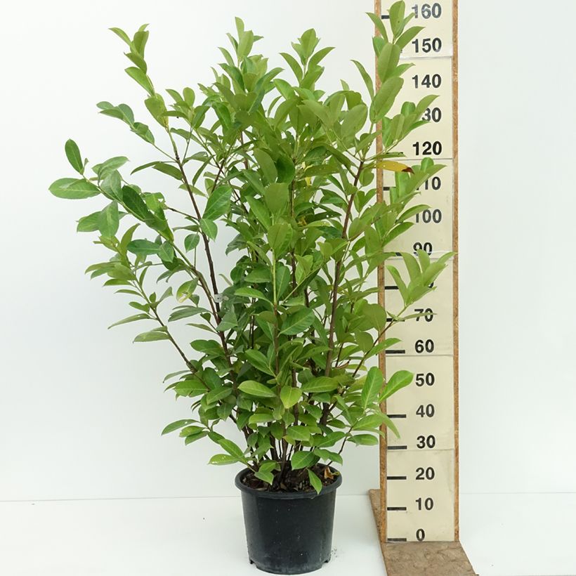 Spécimen de Laurier cerise - Prunus laurocerasus Rotundifolia Pot de 12L/15L tel que livré en été