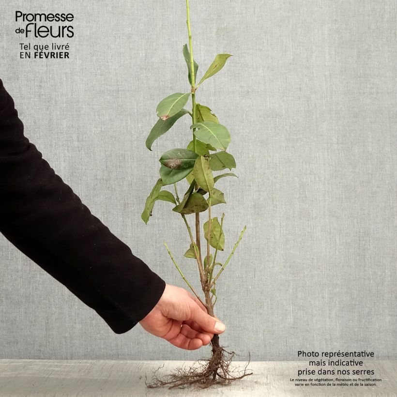 Example of Laurier cerise - Prunus laurocerasus Rotundifolia Racines nues as you get in hiver