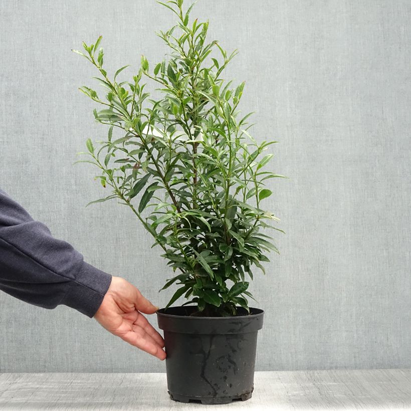 Example of Laurier cerise - Prunus laurocerasus Sofia Pot de 3L/4L as you get in printemps