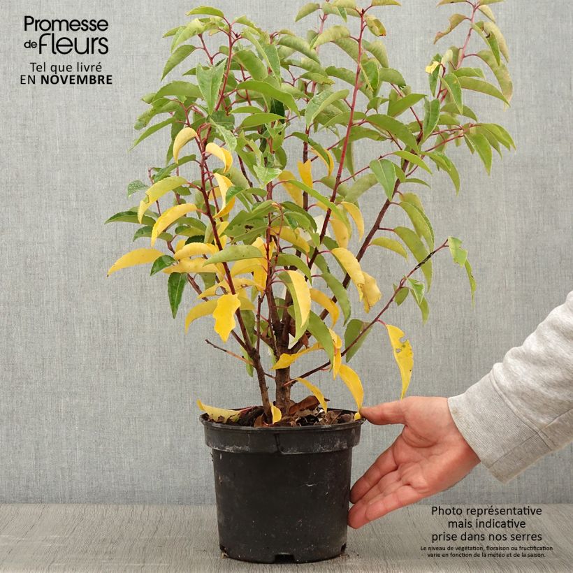 Spécimen de Laurier du Portugal panaché - Prunus lusitanica Variegata Pot de 3L/4L tel que livré en automne