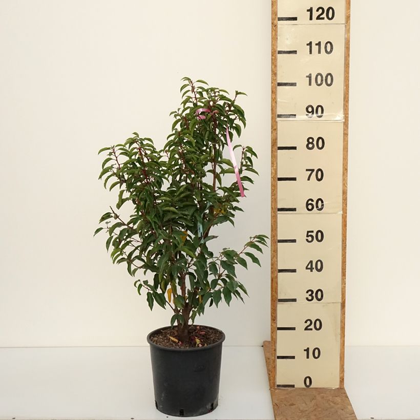 Spécimen de Laurier du Portugal - Prunus lusitanica Brenelia Pot de 7,5L/10L tel que livré en automne