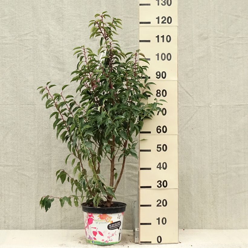 Example of Laurier du Portugal - Prunus lusitanica Myrtifolia Pot de 6L/7L as you get in printemps