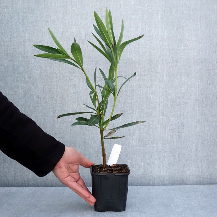 Example of Laurier rose Commandant Barthélemy - Nerium oleander Pot de 10 cm/11cm as you get in printemps