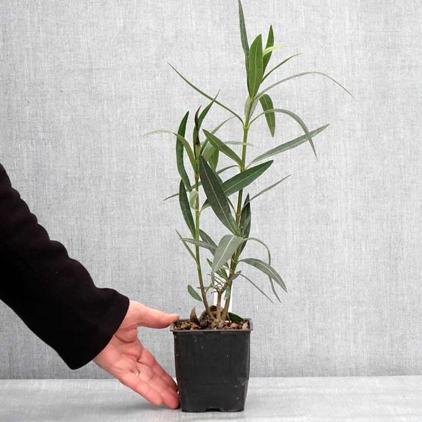 Example of Laurier rose Docteur Ragioneri - Nerium oleander Pot de 10 cm/11cm as you get in hiver