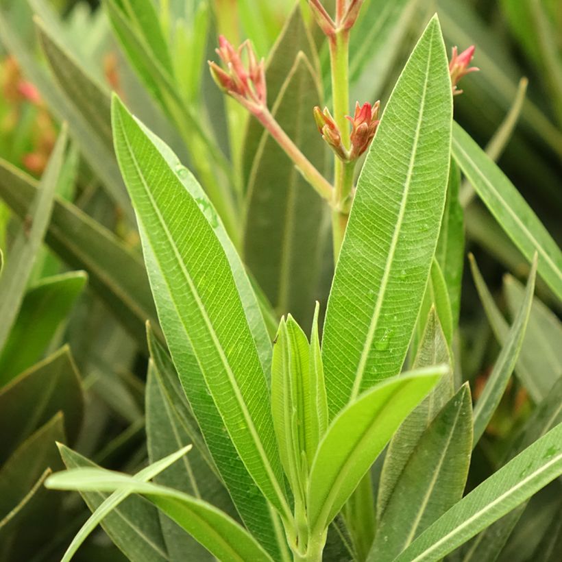 Laurier rose Emilie - Nerium oleander (Foliage)