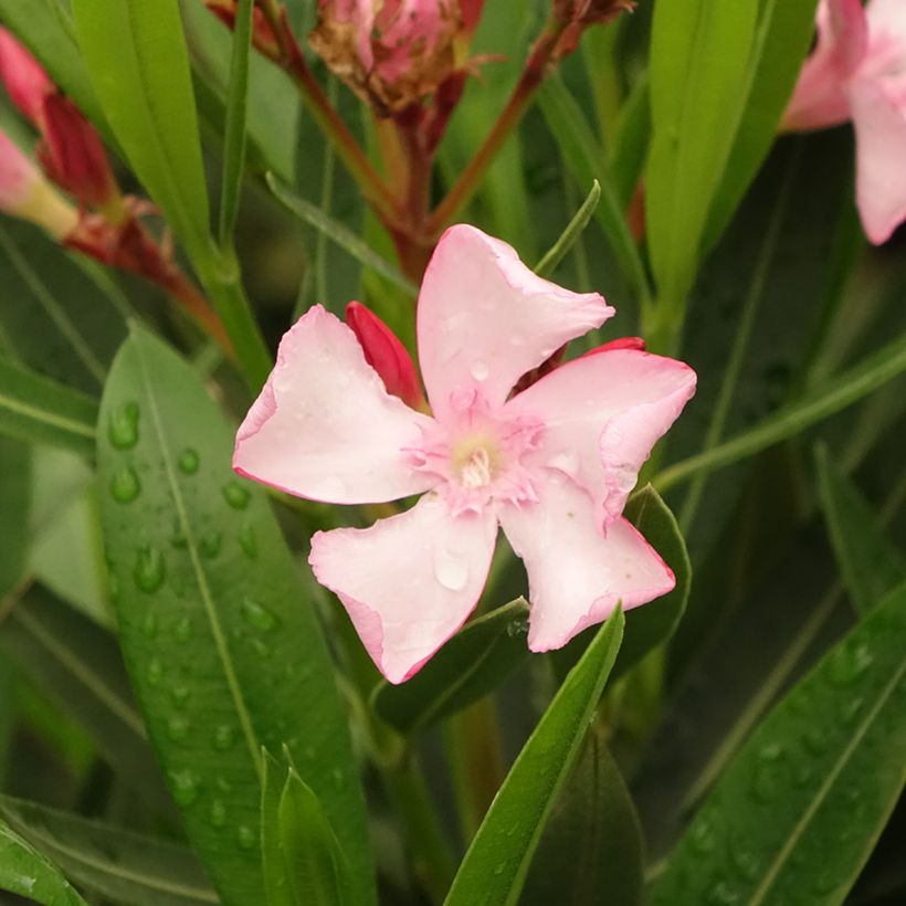 Laurier rose Emilie - Nerium oleander (Flowering)