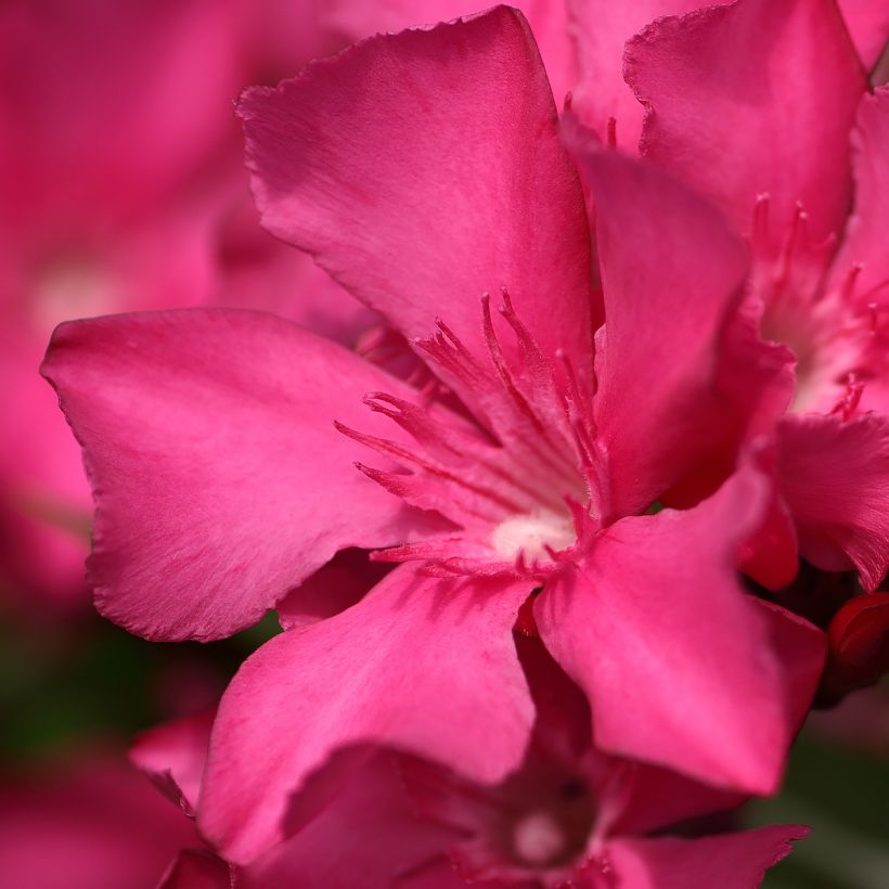 Laurier rose Italia - Nerium oleander (Flowering)