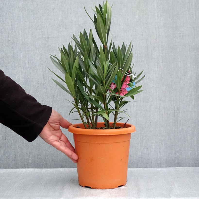 Spécimen de Laurier rose Italia - Nerium oleander Pot de 3L/4L, Buisson tel que livré en automne