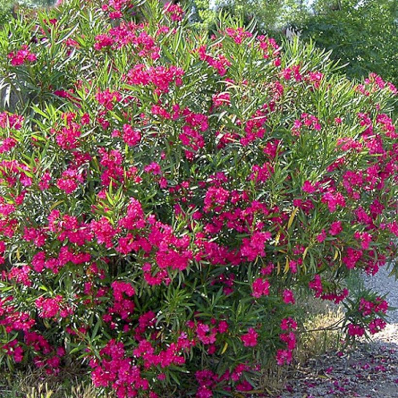 Laurier rose Jannoch - Nerium oleander (Flowering)