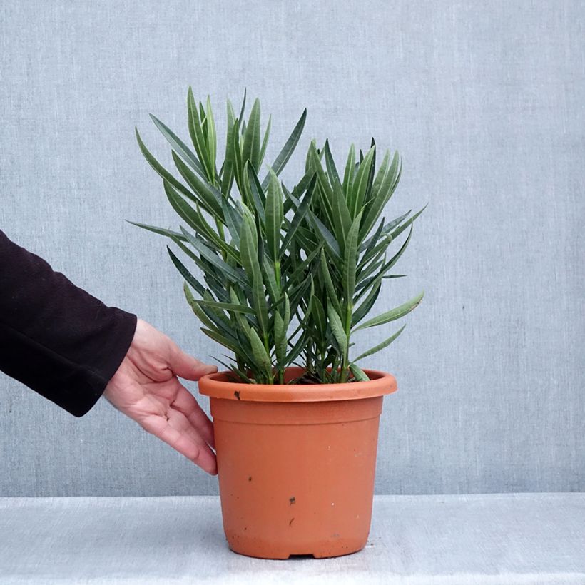 Spécimen de Laurier rose Luteum Plenum - Nerium oleander Pot de 3L/4L, Buisson tel que livré en automne