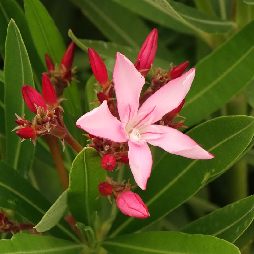 Laurier-rose Magaly – Nerium oleander (Floraison)