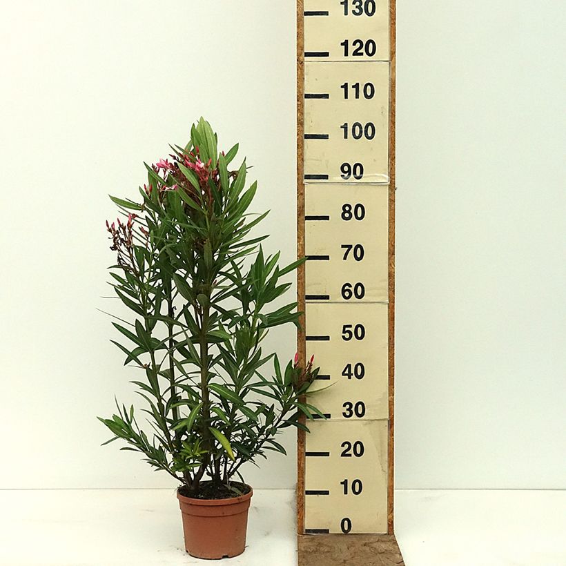 Spécimen de Laurier-rose Magaly – Nerium oleander Pot de 3L/4L tel que livré au printemps
