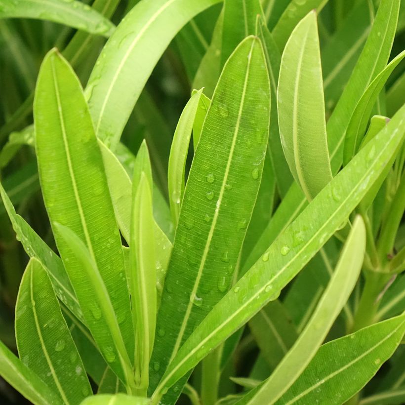 Laurier-rose Margarita – Nerium oleander (Feuillage)