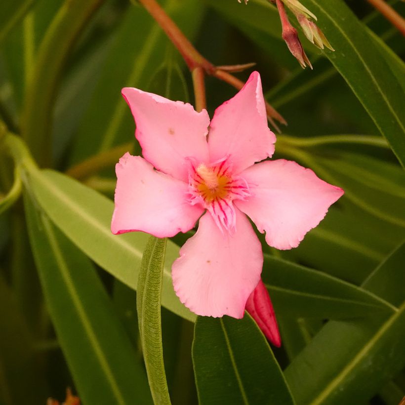 Laurier-rose Margarita – Nerium oleander (Floraison)