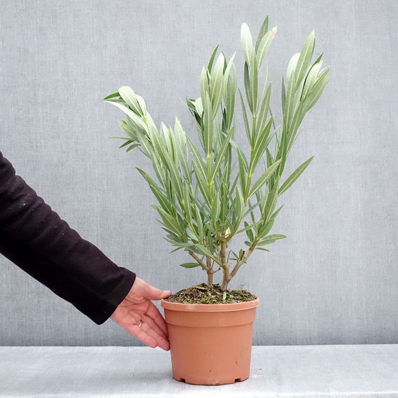 Example of Laurier rose Marie Gambetta - Nerium oleander  Pot de 3L/4L as you get in hiver