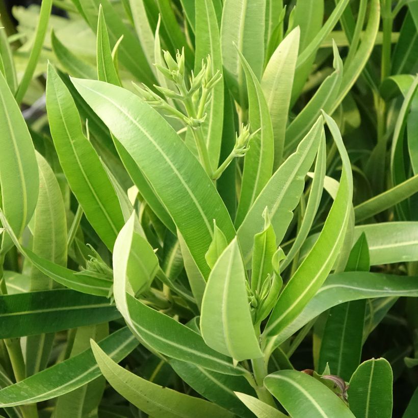 Laurier rose Marie Gambetta - Nerium oleander  (Feuillage)