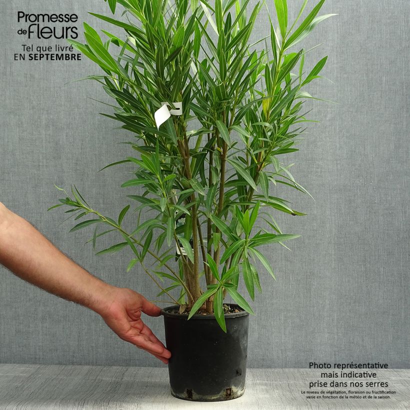 Spécimen de Laurier rose - Nerium oleander Blanc Pot de 2L/3L, Buisson tel que livré en automne