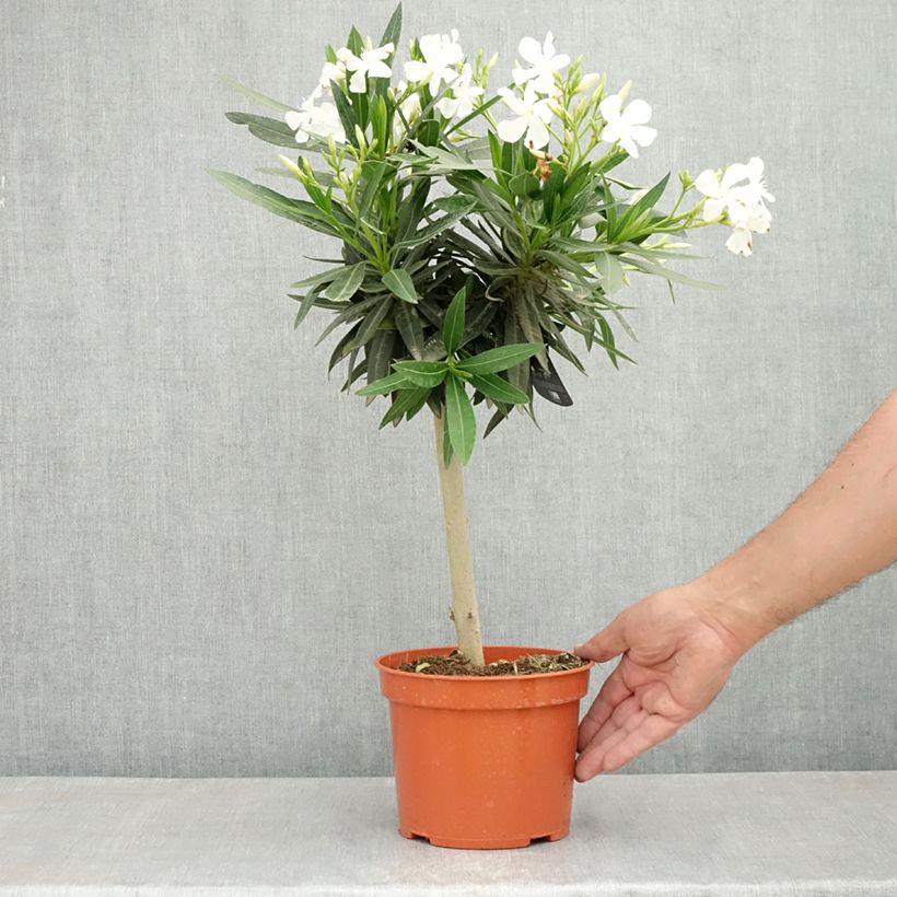 Example of Laurier rose - Nerium oleander Blanc Pot de 2L/3L, Mini-tige, Tigette as you get in printemps