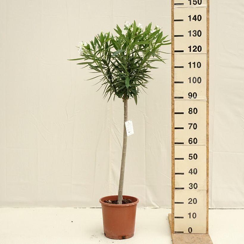 Example of Laurier rose - Nerium oleander Blanc Pot de 7,5L/10L, 1/4 de tige, Quart de tige as you get in printemps