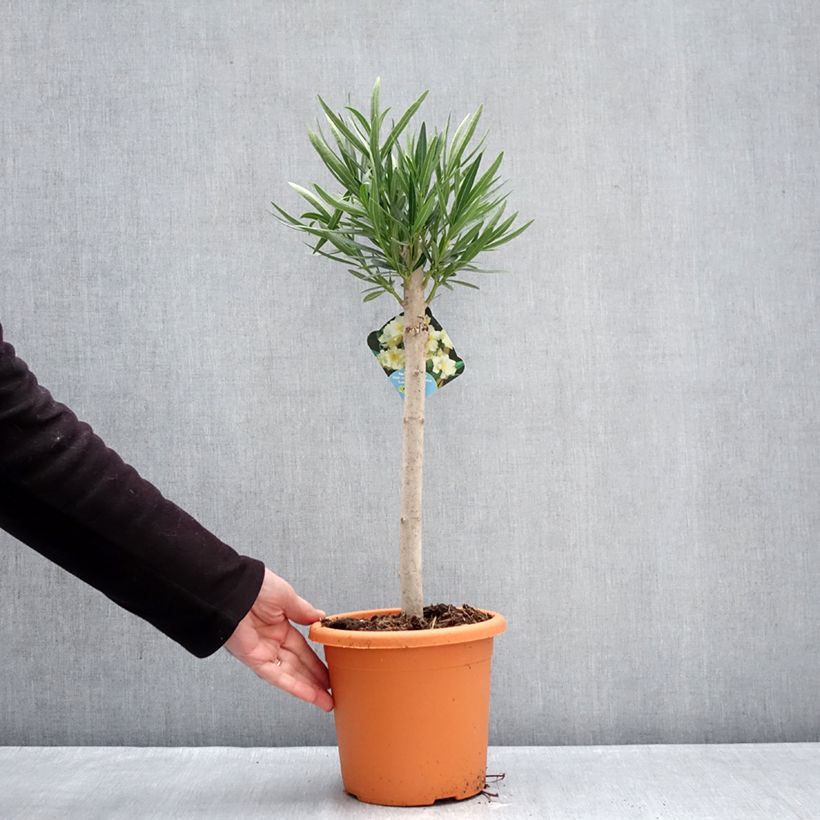 Example of Laurier rose - Nerium oleander Jaune Pot de 2L/3L, Mini-tige, Tigette as you get in hiver