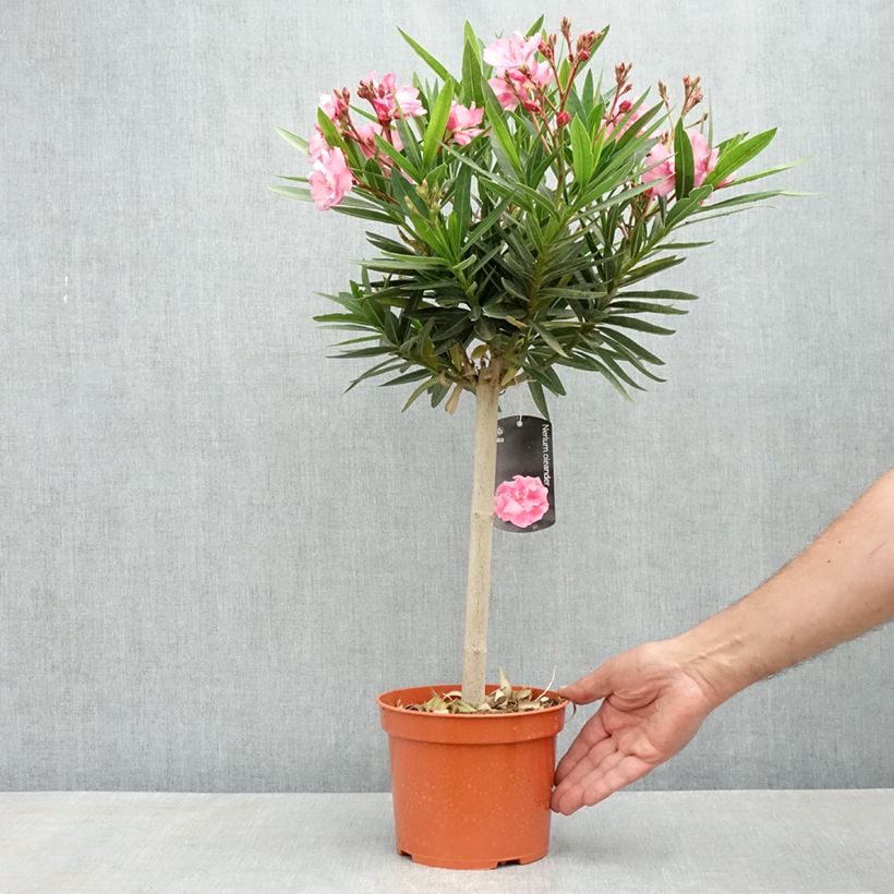 Example of Laurier rose - Nerium oleander Rose Pot de 2L/3L, Mini-tige, Tigette as you get in printemps