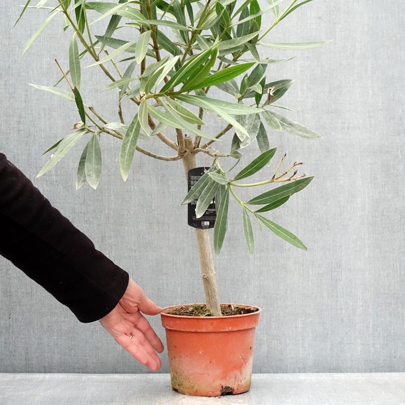 Spécimen de Laurier rose - Nerium oleander Rose Pot de 2L/3L, Mini-tige, Tigette tel que livré en hiver