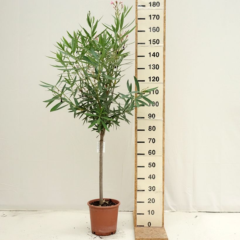 Spécimen de Laurier rose - Nerium oleander Rose Pot de 7,5L/10L, 1/4 de tige, Quart de tige tel que livré en été