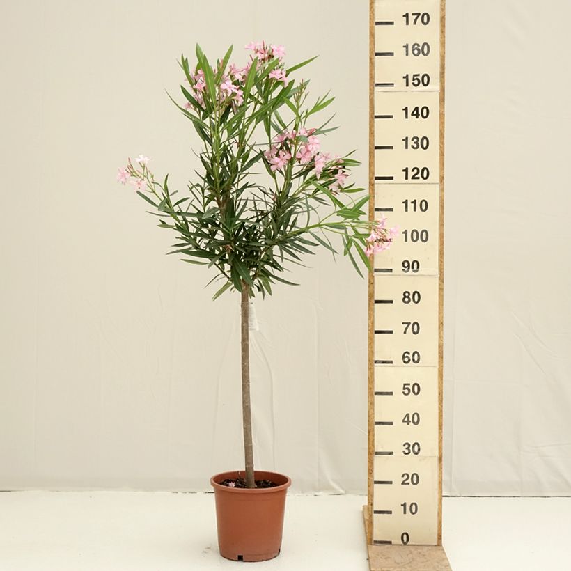 Example of Laurier rose - Nerium oleander Rose Pot de 7,5L/10L, 1/4 de tige, Quart de tige as you get in printemps