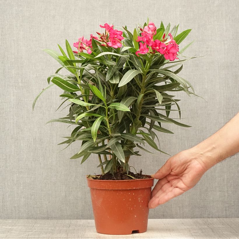 Spécimen de Laurier rose - Nerium oleander Rouge Double Pot de 2L/3L, Buisson, Touffe 3/4 branches tel que livré en été