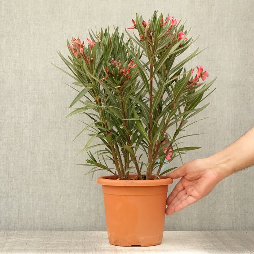 Spécimen de Laurier rose Papa Gambetta - Nerium oleander Pot de 2L/3L, Buisson, Touffe tel que livré en été