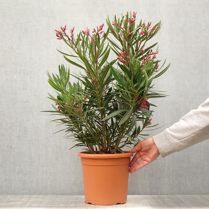 Spécimen de Laurier rose Papa Gambetta - Nerium oleander Pot de 7,5L/10L tel que livré en été