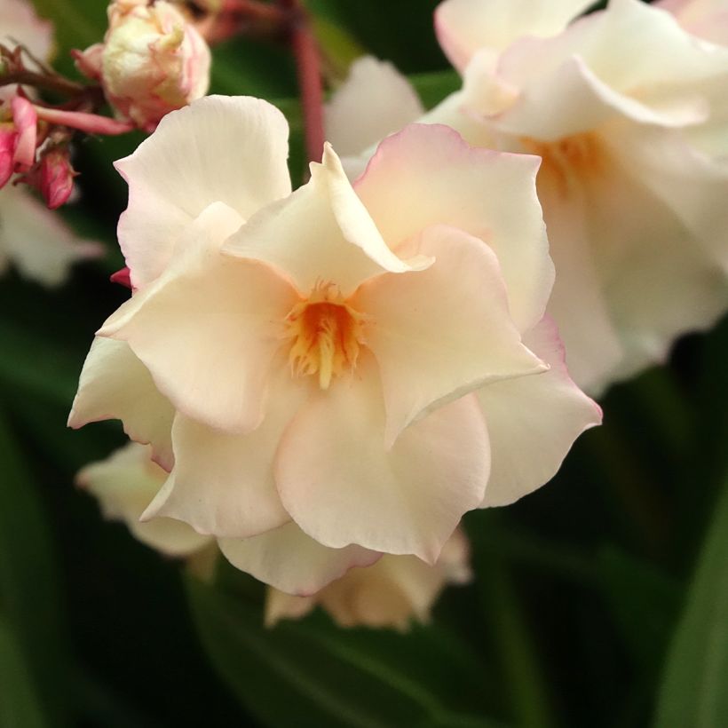 Laurier rose Provence - Nerium oleander (Floraison)